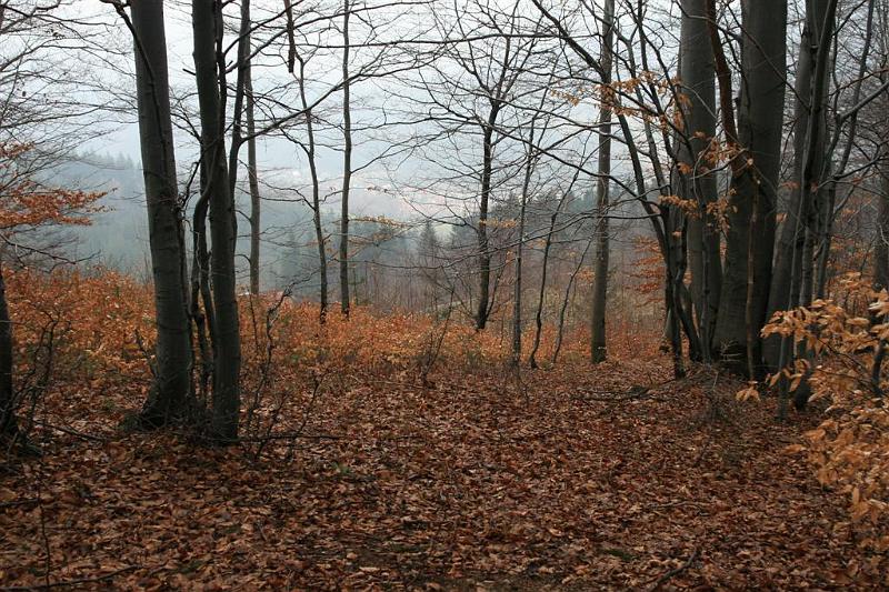 Wiosna w Beskidach 081.jpg